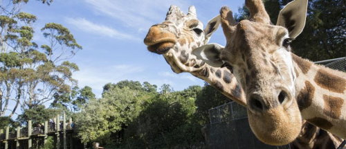 Visit Auckland Zoo